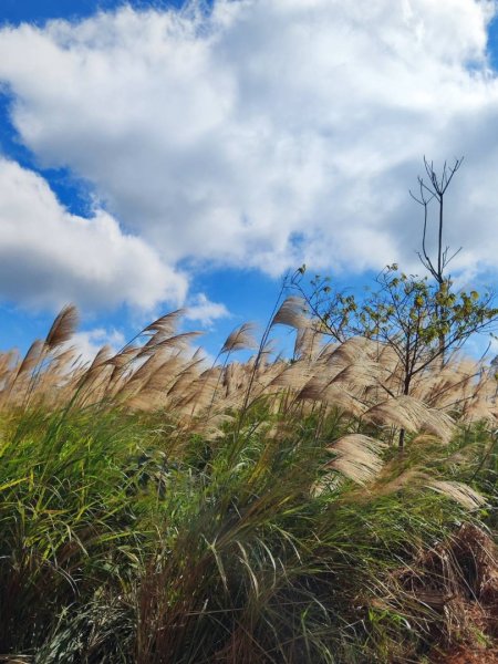 三義三通嶺-銅鑼杭菊（古道巡禮類環島小探險近25K）2957956