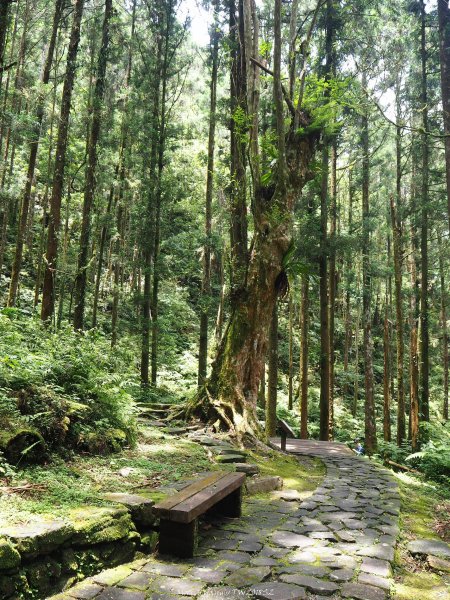 《宜蘭》北橫明珠｜明池國家森林遊樂區201805192889315