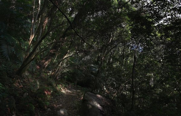 谷關七雄老五東卯山｜中部最經典的練坡聖地，越野跑者必跑的一座山
