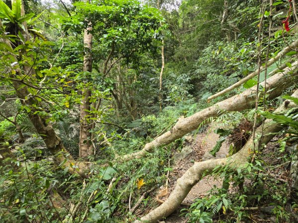 女仍山（小百岳）2752503