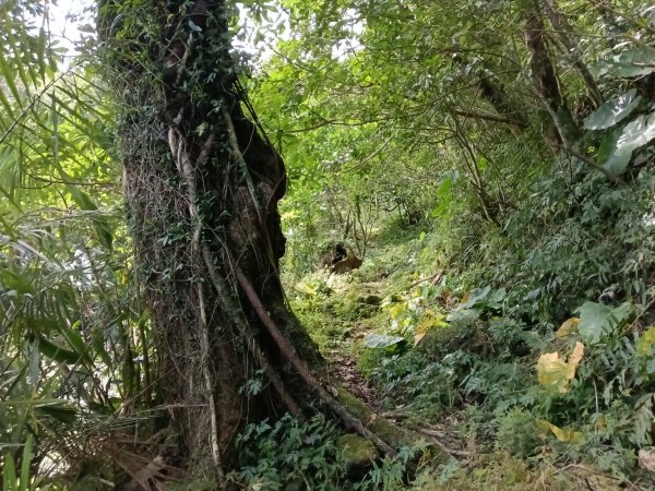 坪林區大舌湖漁光國小通學古道(保甲路古道)去回+大舌湖2844939