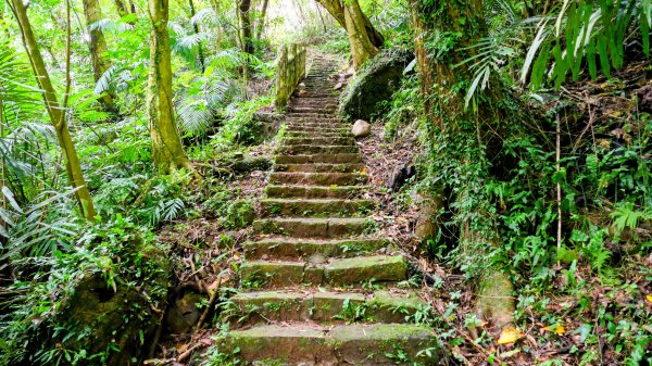 鵝尾梯田櫻花巷2989289