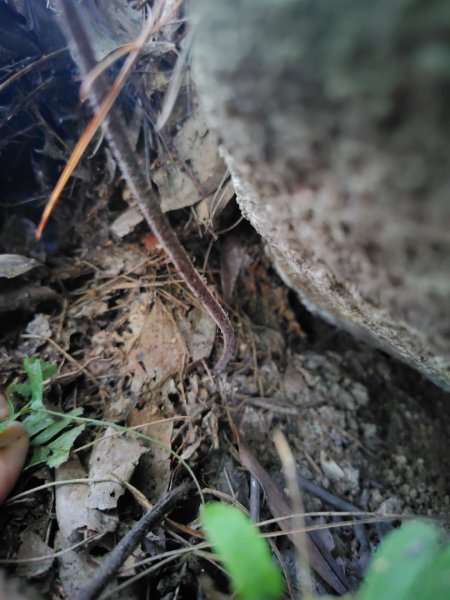 唐麻丹山 蝴蝶谷2918808