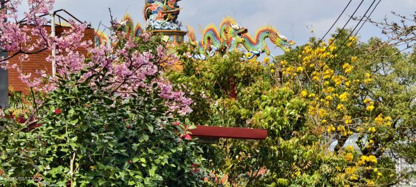 #西龍巖寺 #八里療養院 #黃花風鈴木 #青帶鳳蝶 #虎山 #101大樓  3/133014398