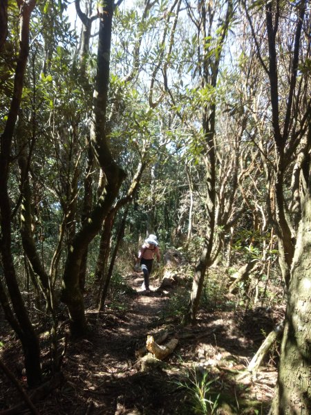 內鳥嘴山山毛櫸+北得拉曼神木1883594