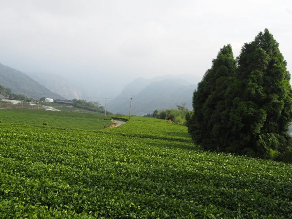 嘉義二延平步道觀雲瀑20181208478134