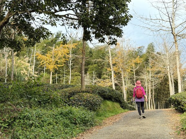 溪頭四秀+羊彎四秀202601182991360