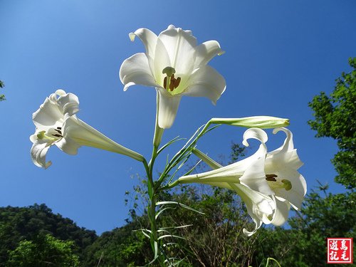 【苗栗】三義野百合祕密花園一年一遇