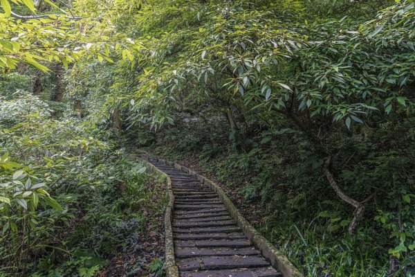 觀音山(北橫古道)1542374