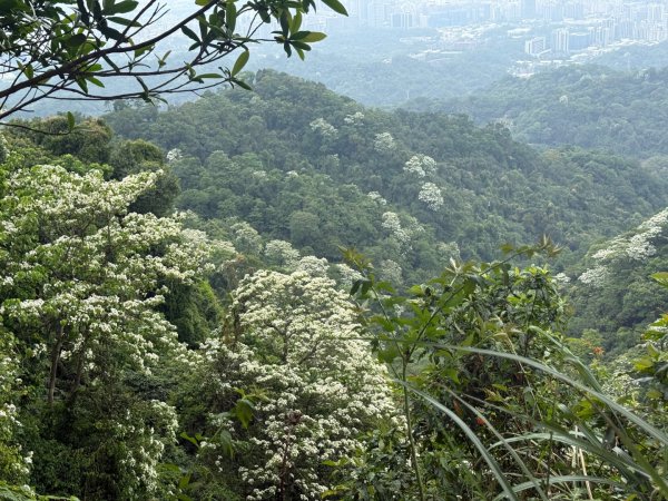 偷吃步之台北天際線第十段2777829