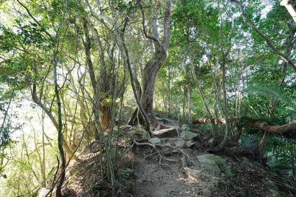 臺中 和平 白毛山、次郎山2670921