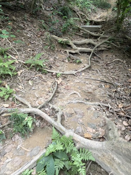20251024蘭潭後山步道、紅毛埤山、山子頂山2924065