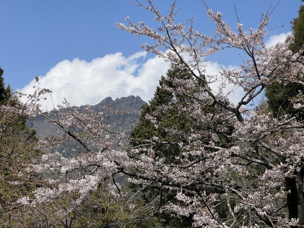 神阿古道原路來回 加碼阿里山賞櫻花 2023/03/242083971