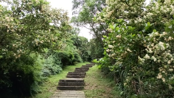 瑞芳區金瓜石地質公園-大粗坑古道(大粗坑山+小金瓜露頭)-樹梅坪-百二崁古道-金瓜石地質公園步道O型3055282