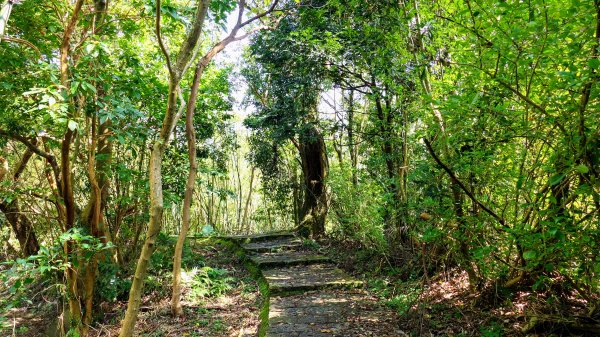 平菁街櫻花2697240