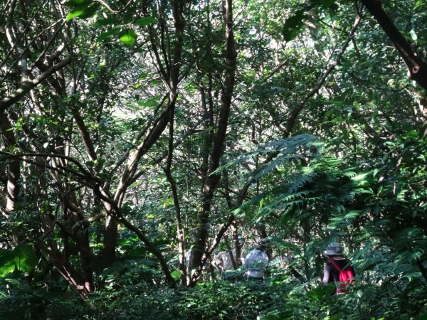 登獅潭鄉仙山三角點登頂賞層層山巒美景568606