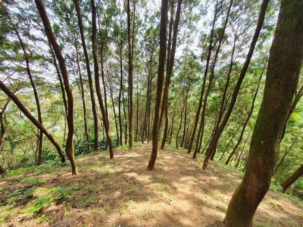 土城天上山，大暖尖山，猴洞，清水石門山，桐花公園，賞螢步道，承天禪寺，桃園福源山1645593