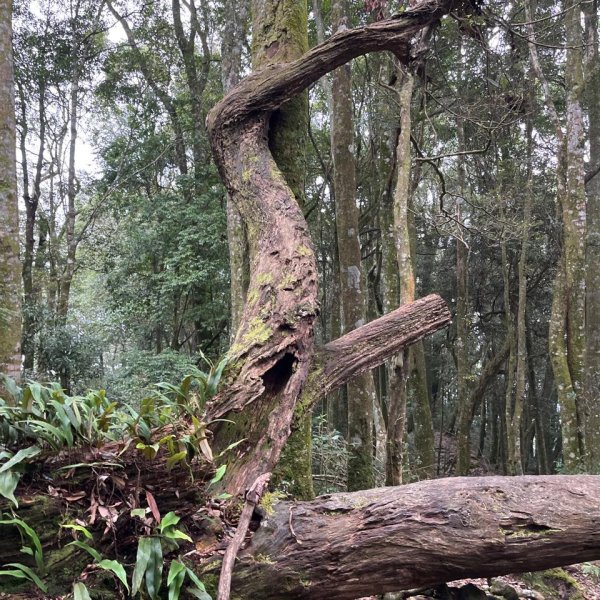 屋我尾山（大雪山線）2867436