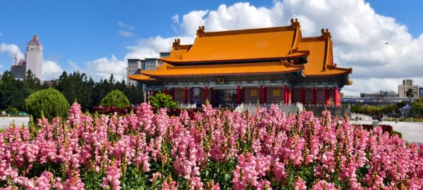 #自由廣場 #大安森林公園 #繡球花 #杜鵑 3/163016275