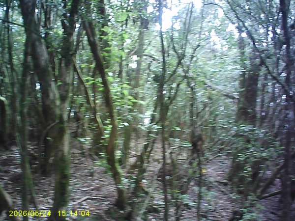 台21號公路的同富(埔沙)山3061845