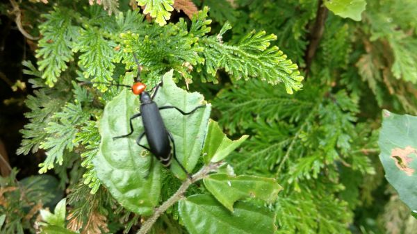 新溪洲山之樂400370