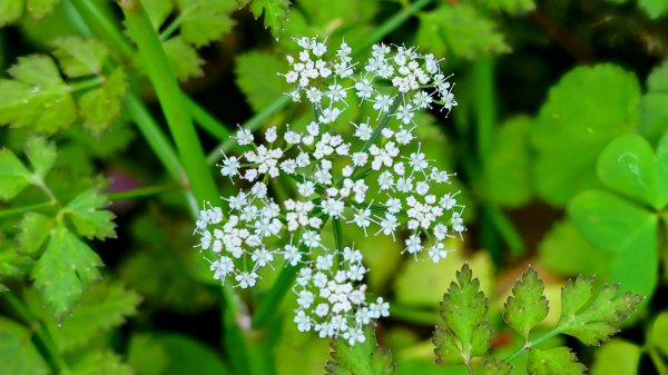 紫花酢醬草2739925