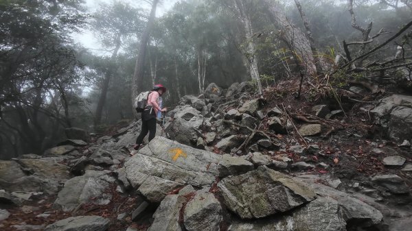 台中 鳶嘴稍來山O繞+稍來神木2989463