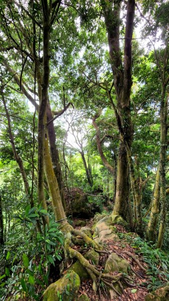 桃園金面山，金山面山，五酒桶山，南崁山，山鼻山，營盤坑古道，乳姑山，平遍山，赤柯山縱走東獅頭山1787205