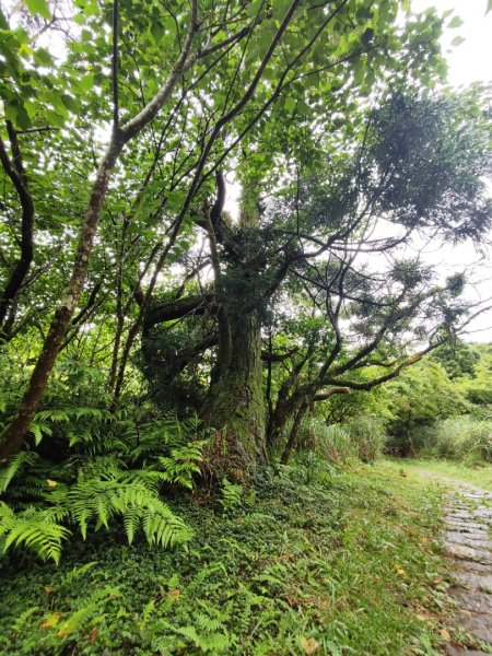 大屯主峰二子坪O型縱走2511232