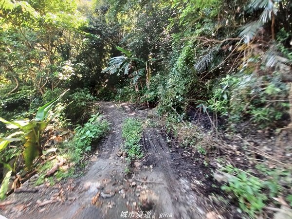 【台東。大武】一路搖晃碰碰車。小百岳集起來。  編號95小百岳-加奈美山步道1640905