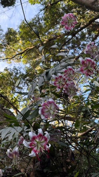岩壁上的花、艷紅鹿子百合（12868975