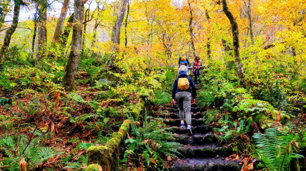 青森縣奧入瀨溪2929993