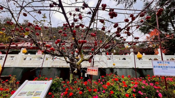 🌈12/20(六)福壽山農場~追風趣✨FB：熊熊趴爬走🌈2967273