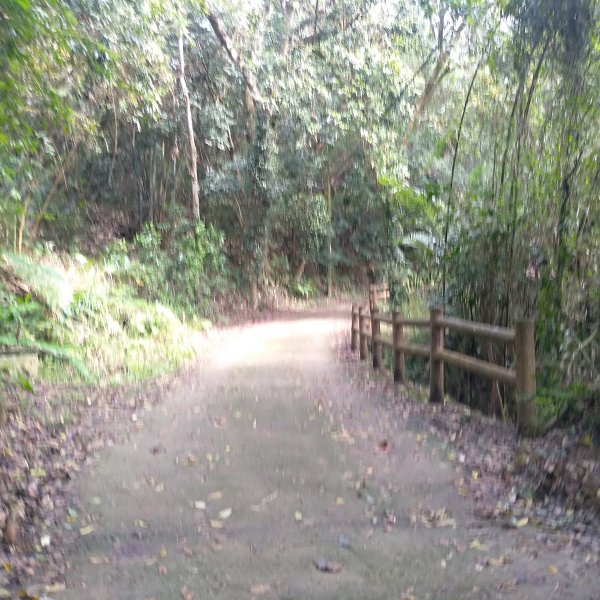 山塘背登山步道-竹林秘境1606073