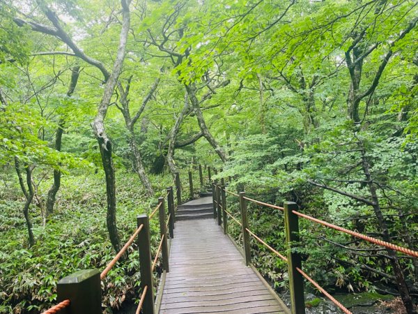 1140811 KR 漢拏山杜鵑花田避難所-紗羅岳觀景臺2860455