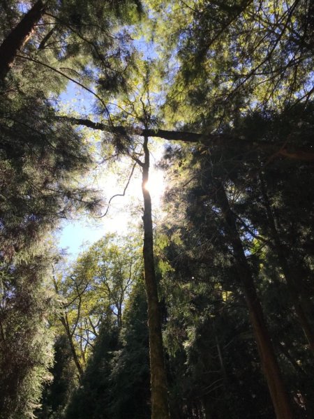 2017.10.28 檜山巨木群步道447774