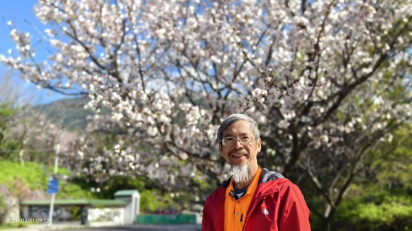 #中山樓 #陽明公園 #十八份 #吉野櫻 #墨染櫻（花葉同開/右側/左側大寒櫻） 3/113013196
