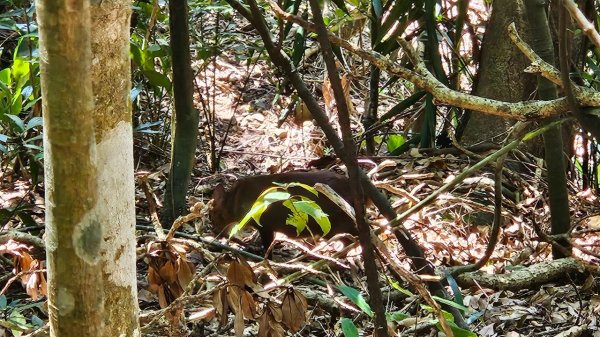 20250322遠望坑古道-龜媽坑古道中線-虎子山古道2743263