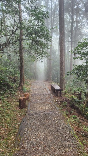 111/12/18藤枝森林園區東藤枝山、藤枝山1979564