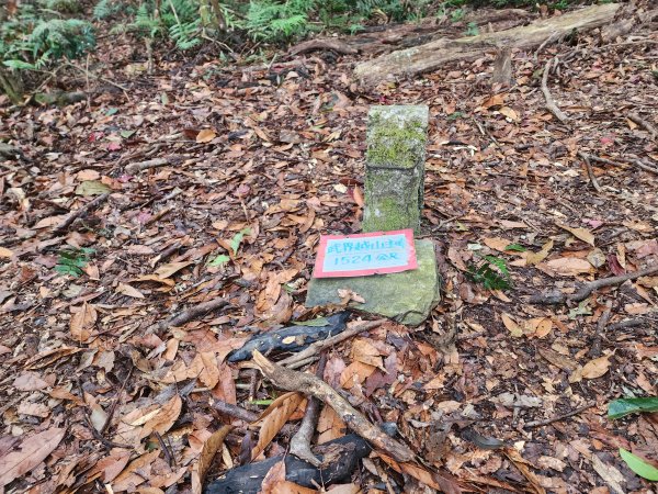 20260220板子寮山舊武界越山橫屏山O型3011647