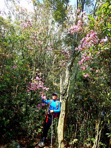 橫嶺山連走鳶嘴山2019/4/30575786