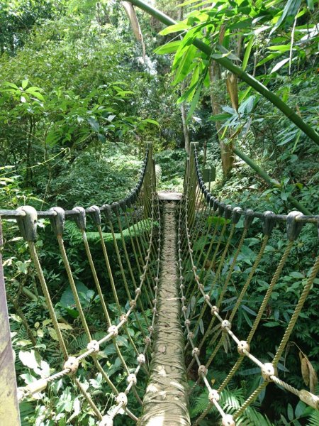 桐林花廊、北坑溪、樟樹林步道-奧山599593