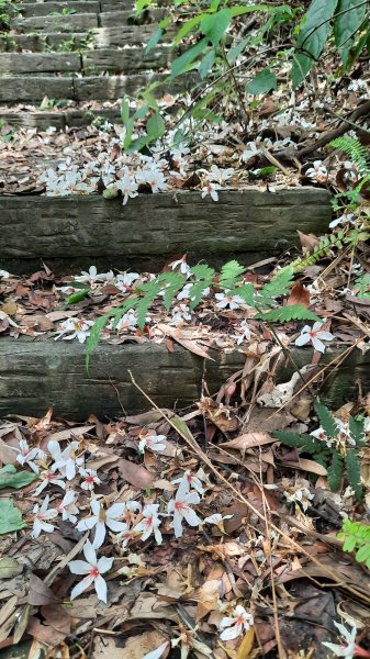 《苗栗》雙峰桐花｜雙峰山桐花賞景之旅202304292132802