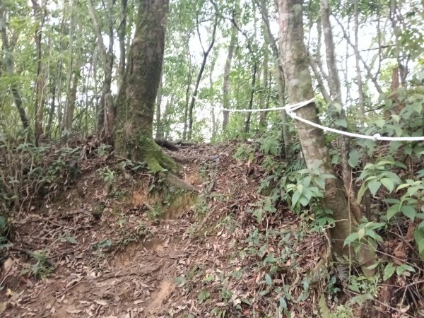 雙溪區打鐵寮山-鶯子嶺-坪溪山-烏山63號-烏山越嶺古道(坪溪山北峰)P字走3023721