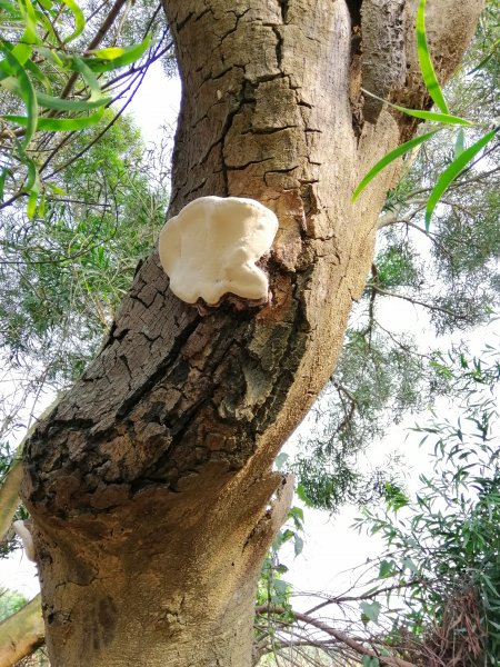 散步賞景。編號46小百岳~阿罩霧山752800