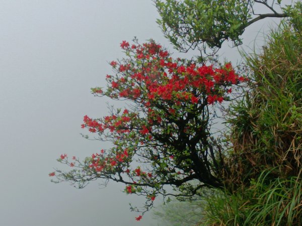雙溪區鶯子頂山-950峰-鶯子嶺去回3033887