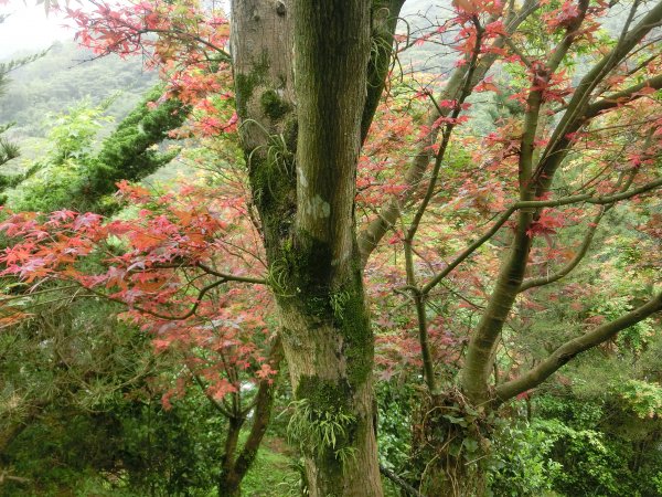 平菁街暮春紅槭574796