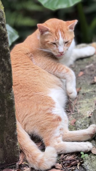 20250517鳶山2791960