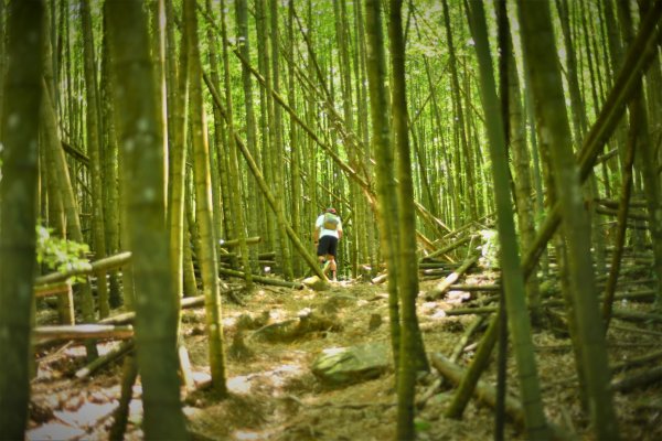 長壽山 / 肥崠山 (19.9 K 林道上)2206574