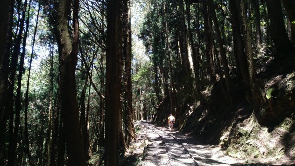 嘉義百大步道：特富野古道1390326